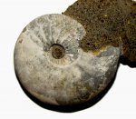 Kosmoceras enodatum с лопастными линиями