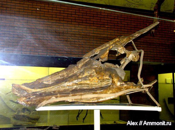 музеи, гадрозавры, ПИН, hadrosaurus