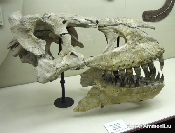 динозавры, меловой период, музеи, ПИН, тарбозавры, Tarbosaurus, Tarbosaurus bataar, Cretaceous