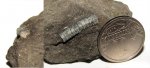 Маленький стебель Pentacrinus sp.