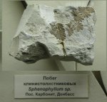Побег Sphenophyllum