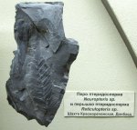 Птеридоспермы Neuropteris и Reticulopteris