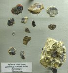 Зубные пластинки Dipterus sp.