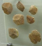 Чешуи кистеперых рыб Holoptychius