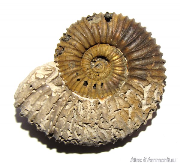 юра, оксфорд, микроконхи, следы, Peltoceratoides, ихнофоссилии, ichnofossils, Microconchs, Oxfordian, Jurassic