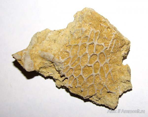 карбон, мшанки, Гжель, гжельский ярус, каменноугольный период, Tabulipora, Carboniferous, Goniocladia subpulchra, Goniocladia