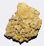 Кораллы Aulopora macrostoma