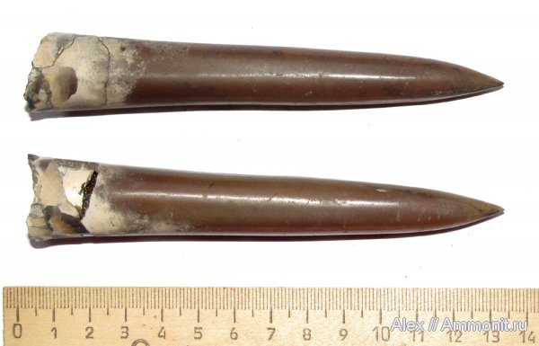 белемниты, юра, келловей, Callovian, Jurassic, Middle Jurassic, belemnites