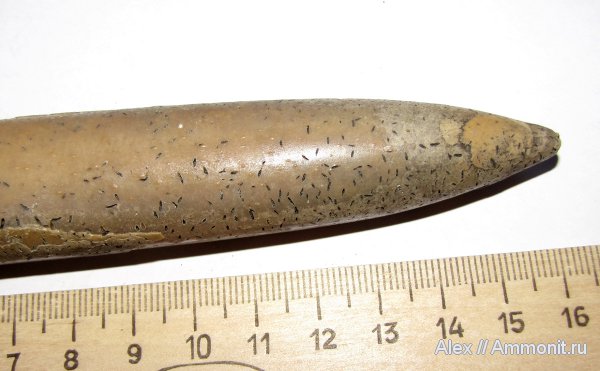 белемниты, юра, Коломенское, волжский ярус, Cylindroteuthis, Cirripedia, ихнофоссилии, усоногие раки, Rogerella, Volgian, Jurassic, belemnites
