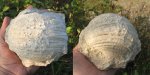 Брахиопода Gigantoproductus