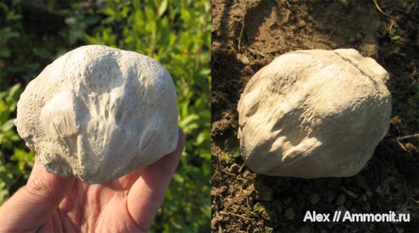 брахиоподы, Gigantoproductus, Productida, ручной аппарат, Змеинка, brachiopod lophophore