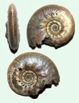 Lunuloceras mikhailowense