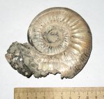 Большой Binatisphinctes