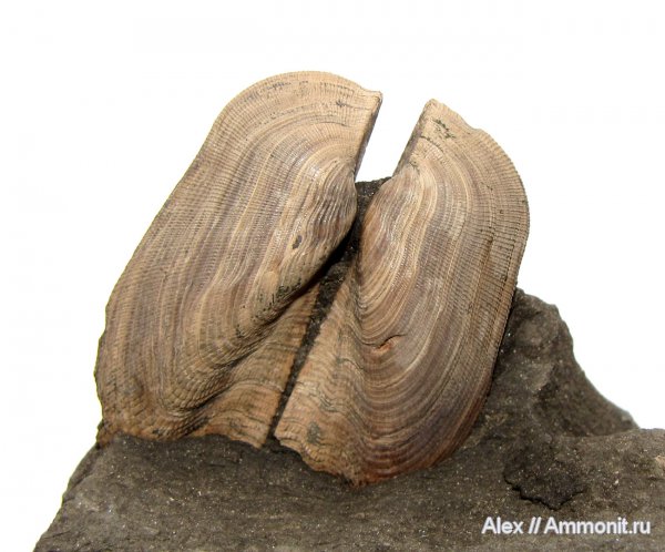 юра, Голутвин, оксфорд, Cosmetodon, Grammatodon, Grammatodon rouillieri, Oxfordian, Jurassic