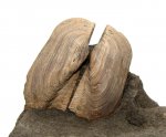 Grammatodon rouillieri крупным планом
