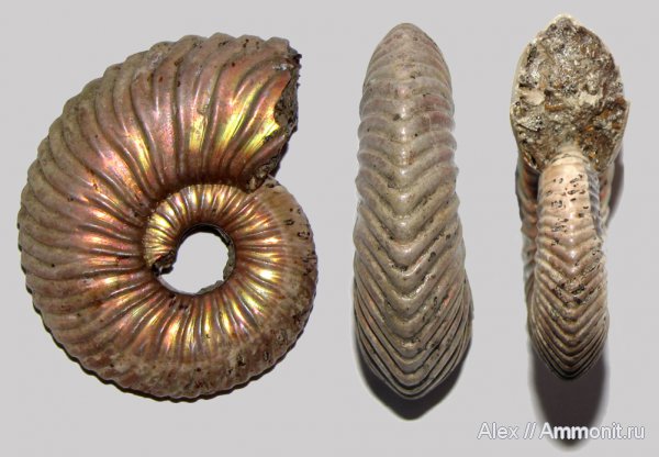 аммониты, юра, келловей, Дубки, Vertumniceras, Ammonites, Vertumniceras mariae, Quenstedtoceratinae, Callovian, Jurassic, Middle Jurassic