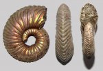 Vertumniceras mariae