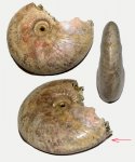 Макроконх Quenstedtoceras henrici