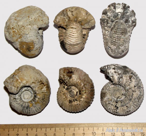аммониты, юра, Пески, Михайлов, келловей, Дубки, Eboraciceras, Eboraciceras carinatum, Cardioceratidae, Ammonites, Quenstedtoceratinae, Callovian, Jurassic, Middle Jurassic