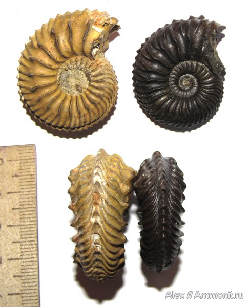 юра, Cardioceras, оксфорд, Спартак, Cardioceras quadrarium, Cardioceratidae, Oxfordian, Jurassic