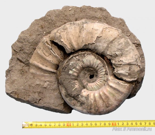 юра, Михайлов, Binatisphinctes, макроконхи, келловей, Perisphinctidae, Macroconchs, Callovian, Jurassic, Middle Jurassic
