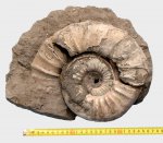 "Сборный" макроконх Binatisphinctes