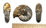 Михайловский Quenstedtoceras sp.