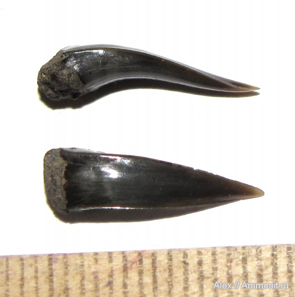 юра, Москворечье, зубы, Sphenodus, зубы акул, Jurassic, teeth, shark teeth