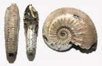 Аммонит Kosmoceras posterior