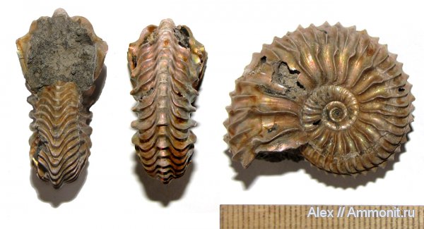 аммониты, юра, Cardioceras, оксфорд, Cardioceras quadrarium, Cardioceratidae, Ammonites, Cardioceratinae, Oxfordian, Jurassic