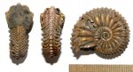 Cardioceras quadrarium