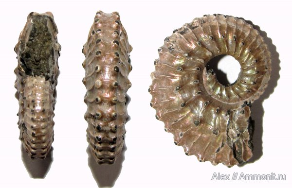 юра, Михайлов, Kosmoceras, келловей, Kosmoceratidae, Kosmoceras castor, Змеинка, Callovian, Jurassic, Middle Jurassic