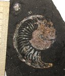 Отпечаток Amoeboceras alternoides