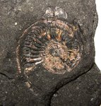 Еще один отпечаток Amoeboceras alternoides