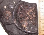 Крупный Amoeboceras
