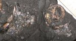 Детский сад Amoeboceras