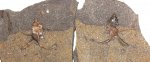 Гастропода Dicroloma cochleata