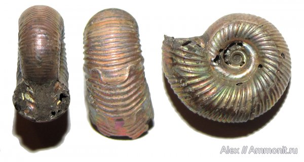 аммониты, юра, оксфорд, Perisphinctidae, Ammonites, parabolae, Subdiscosphinctes, Megastriae, Oxfordian, Jurassic