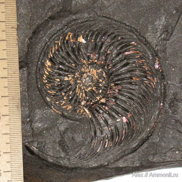 аммониты, юра, оксфорд, Amoeboceras, Amoeboceras ilovaiskii, устье, Cardioceratidae, Ammonites, вентральный ростр, Oxfordian, Jurassic, ventral rostrum