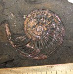 Отпечаток Amoeboceras ilovaiskii в глине