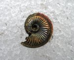 Весенний Amoeboceras
