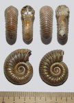 Эволюция Vertumniceras angulatum