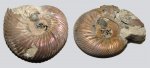 Зловредные двустворки Placunopsis