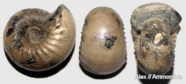аммониты, юра, келловей, Cadoceratinae, Cardioceratidae, Ammonites, Paracadoceras, Callovian, Jurassic, Middle Jurassic