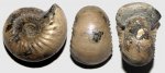 Paracadoceras sp.