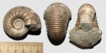 Аммонит Eboraciceras carinatum