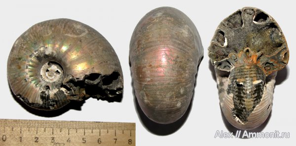 аммониты, юра, келловей, Eboraciceras, Ammonites, Quenstedtoceratinae, Eboraciceras rybinskianum, Callovian, Jurassic, Middle Jurassic