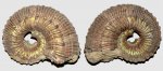 Полосатый Kosmoceras duncani