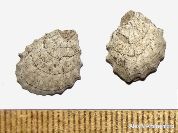 юра, оксфорд, двустворчатые моллюски, Plicatula kobyi, Plicatula, Oxfordian, Jurassic