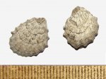 Оксфордские двустворки Plicatula kobyi